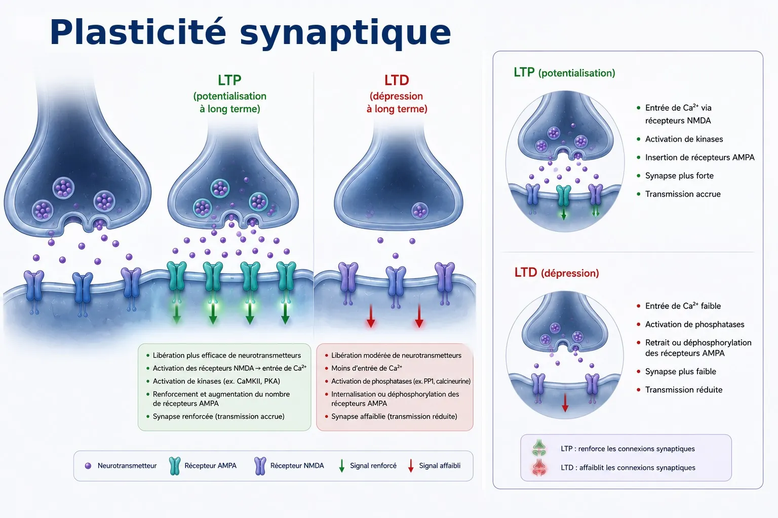 Schéma de la plasticité synaptique : potentialisation (LTP) et dépression (LTD) à long terme